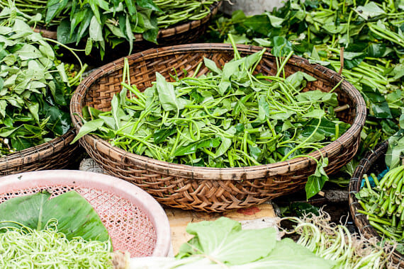 Растително разнообразие